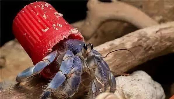 ����ū���ľ�з���Ҳ������ǣ�ֻ�ñ��˵ģ�Ҫô��Ҫô����