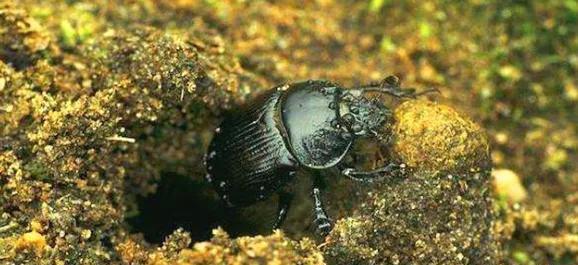 ��֪ʶ���գ��׳ơ���ʺ������ʺ�����̳���ôԲ�ķ��򣬵���Ϊ��ʲô��