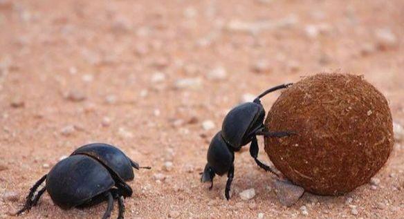 ��֪ʶ���գ��׳ơ���ʺ������ʺ�����̳���ôԲ�ķ��򣬵���Ϊ��ʲô��