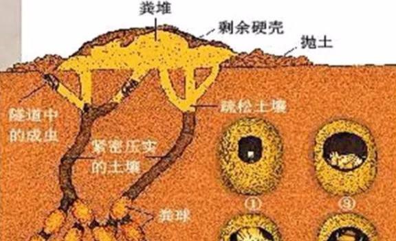 ��֪ʶ���գ��׳ơ���ʺ������ʺ�����̳���ôԲ�ķ��򣬵���Ϊ��ʲô��