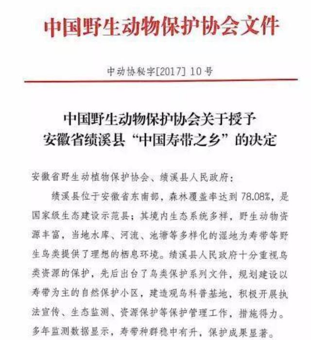 太惊艳了!绩溪“林中仙子”寿带鸟来了