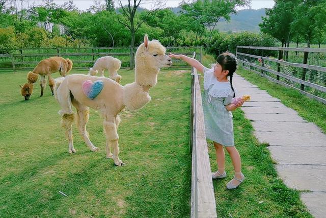 �����������������ģ��ʻ���ӵ����ө���裬�������ձ�����ѵ�