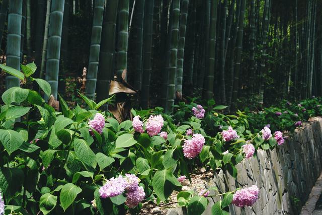 �����������������ģ��ʻ���ӵ����ө���裬�������ձ�����ѵ�