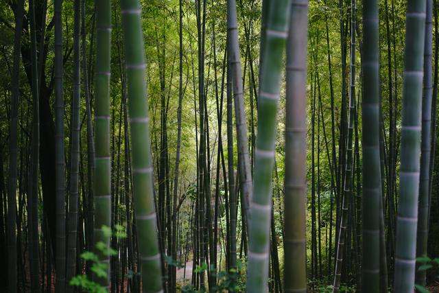 �����������������ģ��ʻ���ӵ����ө���裬�������ձ�����ѵ�