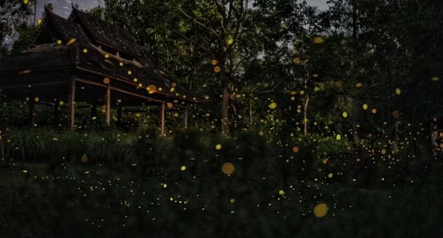 常州溧阳,竹林清幽,鲜花簇拥,流萤飞舞,这是夏日避暑最佳地