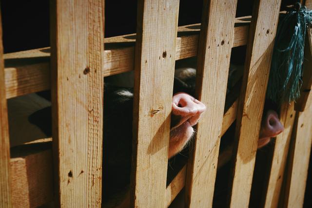 �����������������ģ��ʻ���ӵ����ө���裬�������ձ�����ѵ�