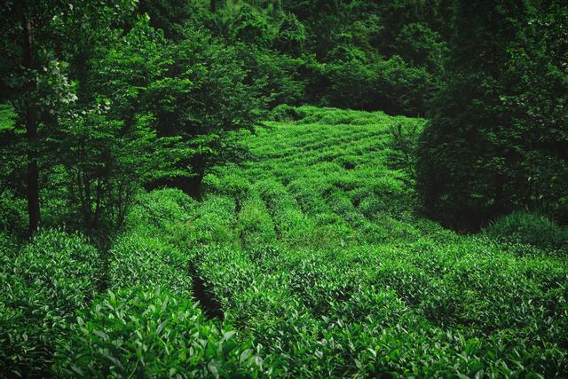 �����������������ģ��ʻ���ӵ����ө���裬�������ձ�����ѵ�