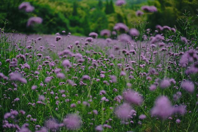 �����������������ģ��ʻ���ӵ����ө���裬�������ձ�����ѵ�