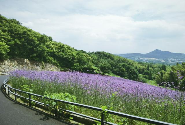 �����������������ģ��ʻ���ӵ����ө���裬�������ձ�����ѵ�