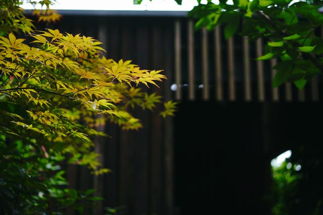 �����������������ģ��ʻ���ӵ����ө���裬�������ձ�����ѵ�