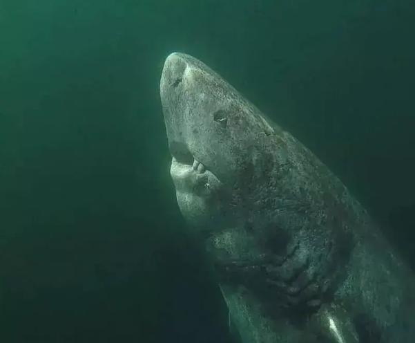 30�Ż�ü�����Ƭ����������������