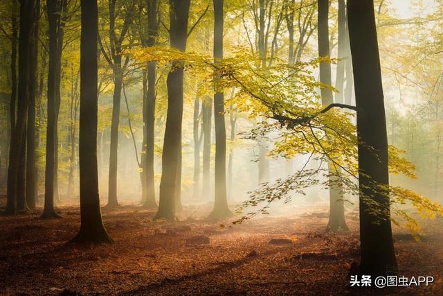 ר�� | ������Ӱʦ�������ɭ�֣���һ������һ�Σ�˵�о���Ҳ��