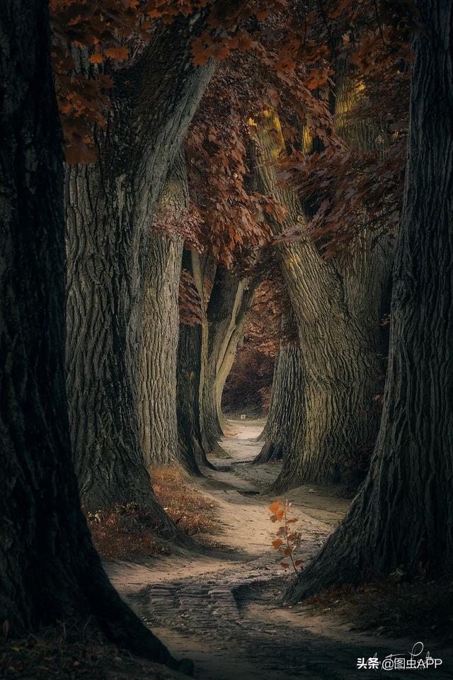 ר�� | ������Ӱʦ�������ɭ�֣���һ������һ�Σ�˵�о���Ҳ��