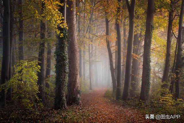 ר�� | ������Ӱʦ�������ɭ�֣���һ������һ�Σ�˵�о���Ҳ��