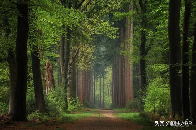 ר�� | ������Ӱʦ�������ɭ�֣���һ������һ�Σ�˵�о���Ҳ��