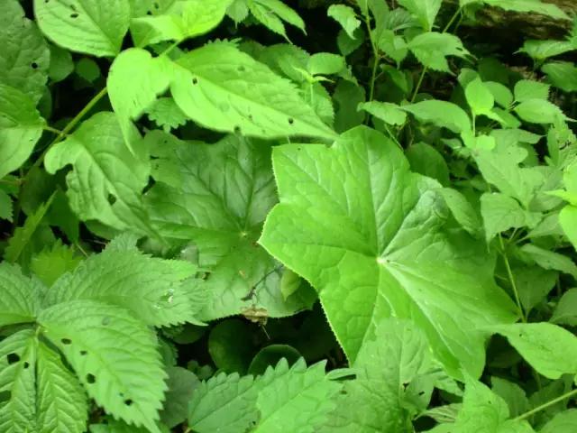 �̵� | ��Щ����Ҷʵ��������ֲ��