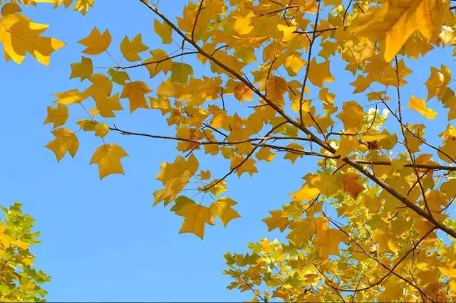 �̵� | ��Щ����Ҷʵ��������ֲ��