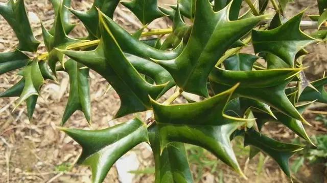 �̵� | ��Щ����Ҷʵ��������ֲ��