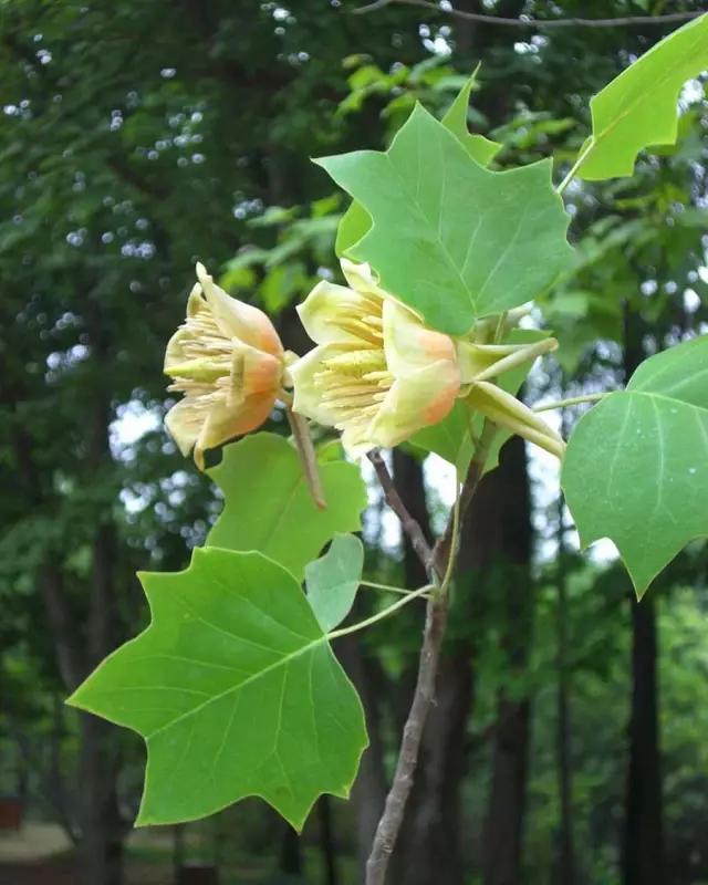 �̵� | ��Щ����Ҷʵ��������ֲ��