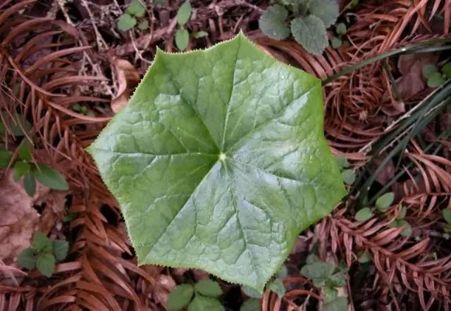 �̵� | ��Щ����Ҷʵ��������ֲ��