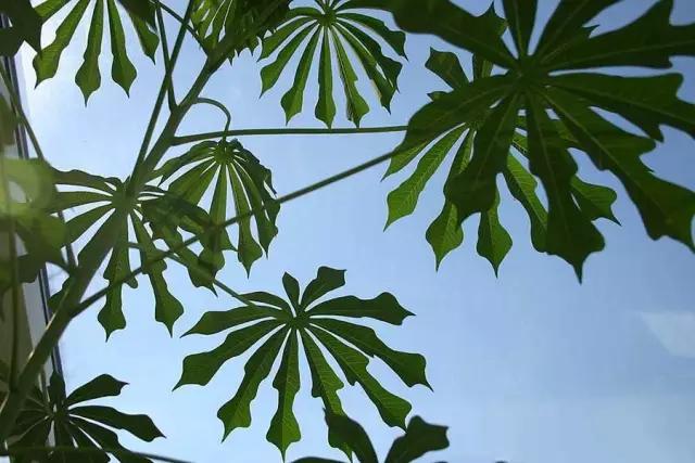 �̵� | ��Щ����Ҷʵ��������ֲ��