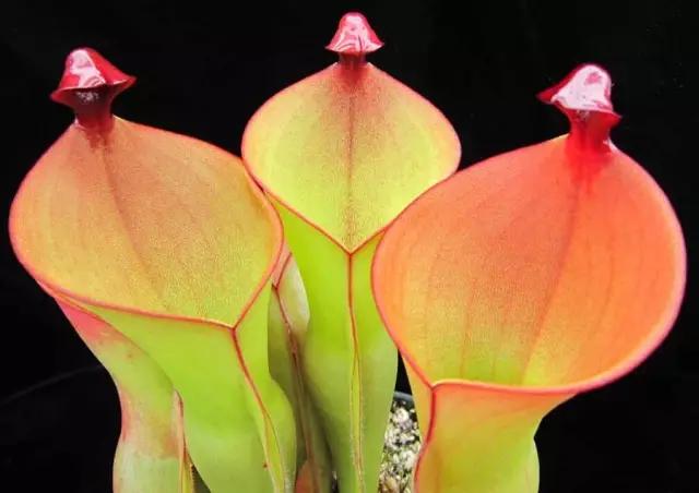 �̵� | ��Щ����Ҷʵ��������ֲ��