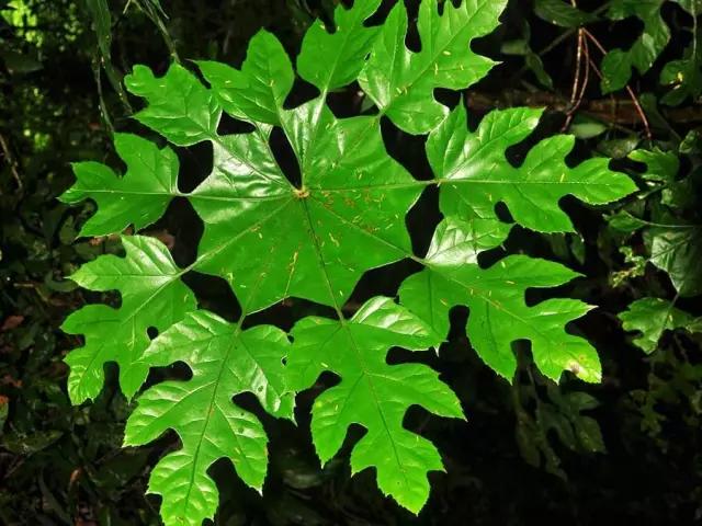 �̵� | ��Щ����Ҷʵ��������ֲ��