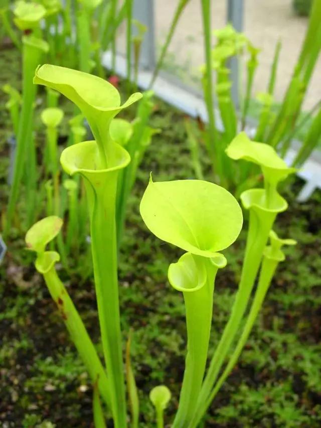 �̵� | ��Щ����Ҷʵ��������ֲ��