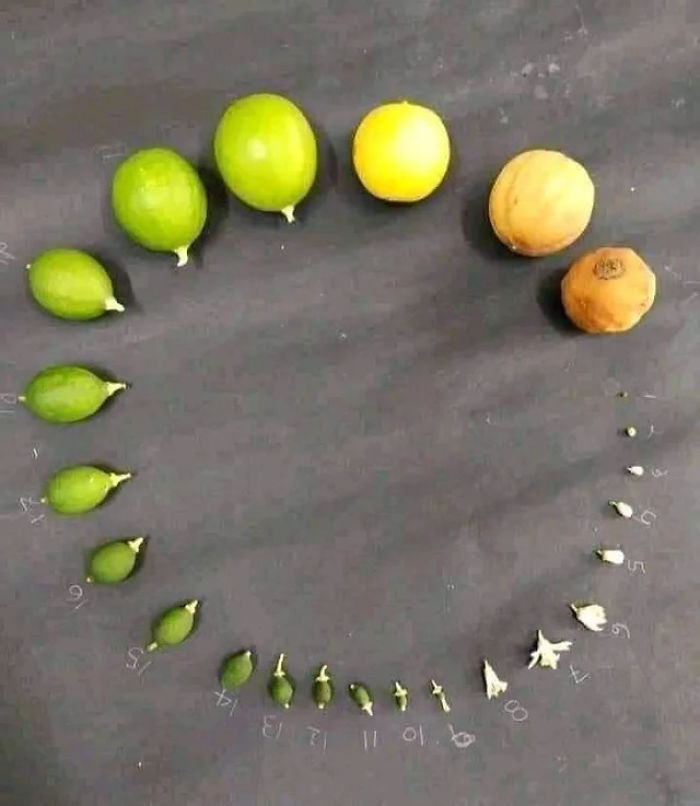 ͼƬ