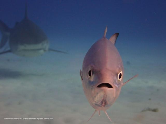 �����Ӱ��Ұ������ϲ�������Ƭ��չʾ�����ж໬��