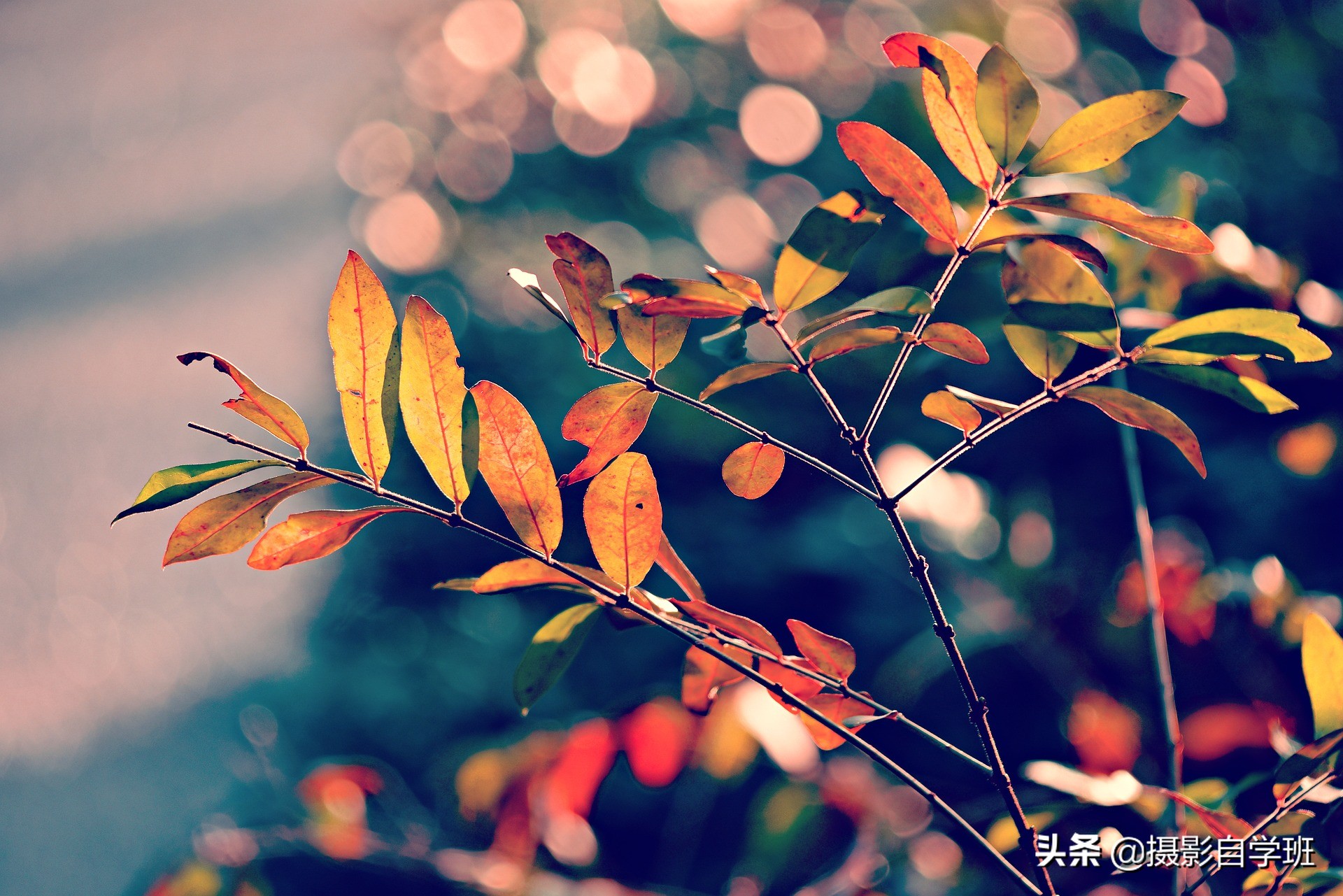 26����Ҷ��Ӱ��Ʒ����Ҫ����Ҷ��Ӱ����ȫ���������ð�������