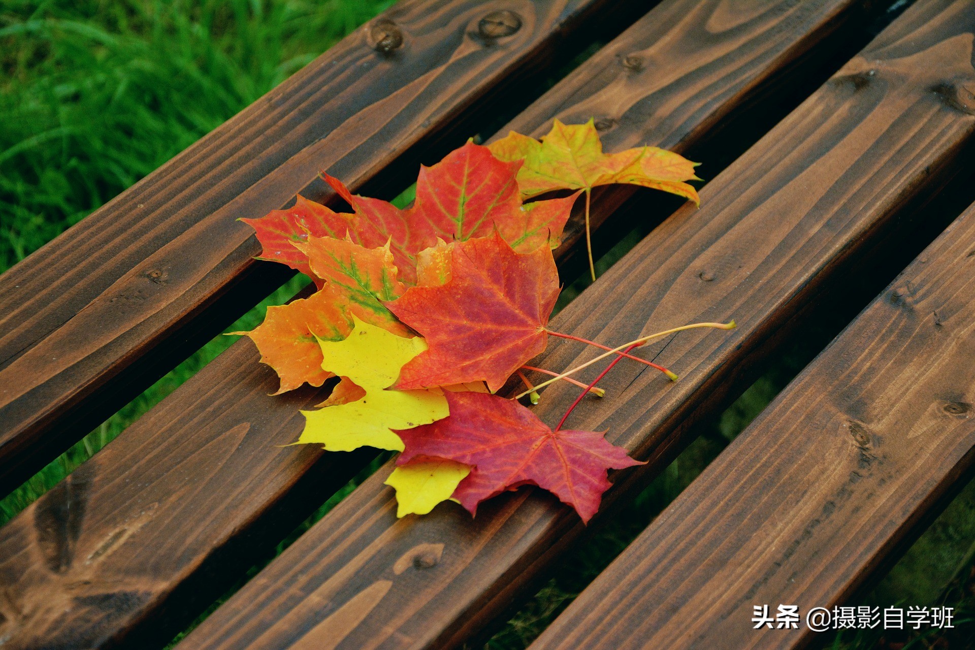 26����Ҷ��Ӱ��Ʒ����Ҫ����Ҷ��Ӱ����ȫ���������ð�������