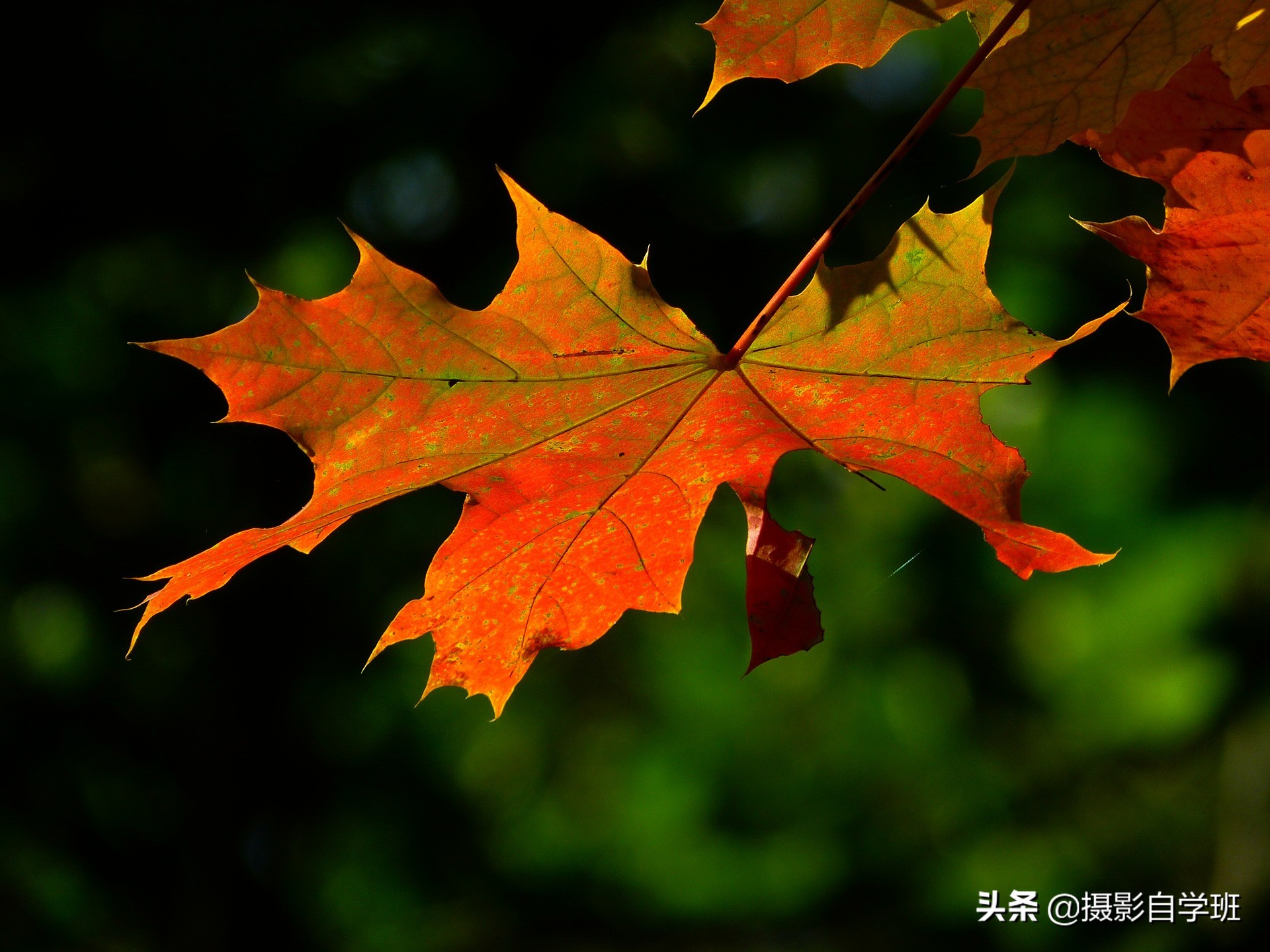 26����Ҷ��Ӱ��Ʒ����Ҫ����Ҷ��Ӱ����ȫ���������ð�������