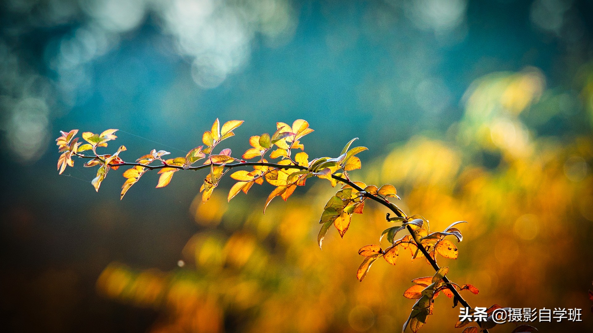 26����Ҷ��Ӱ��Ʒ����Ҫ����Ҷ��Ӱ����ȫ���������ð�������