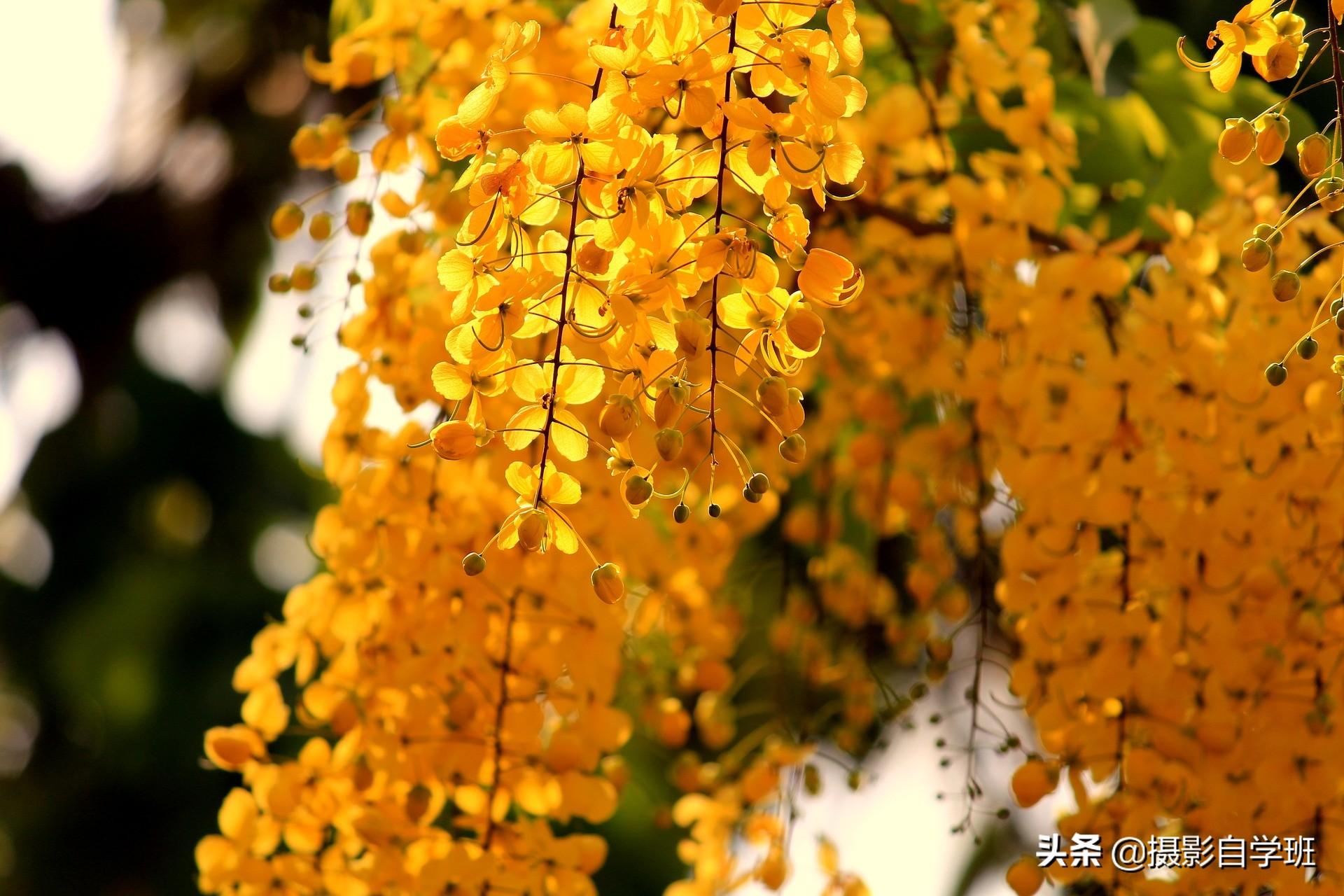 26����Ҷ��Ӱ��Ʒ����Ҫ����Ҷ��Ӱ����ȫ���������ð�������