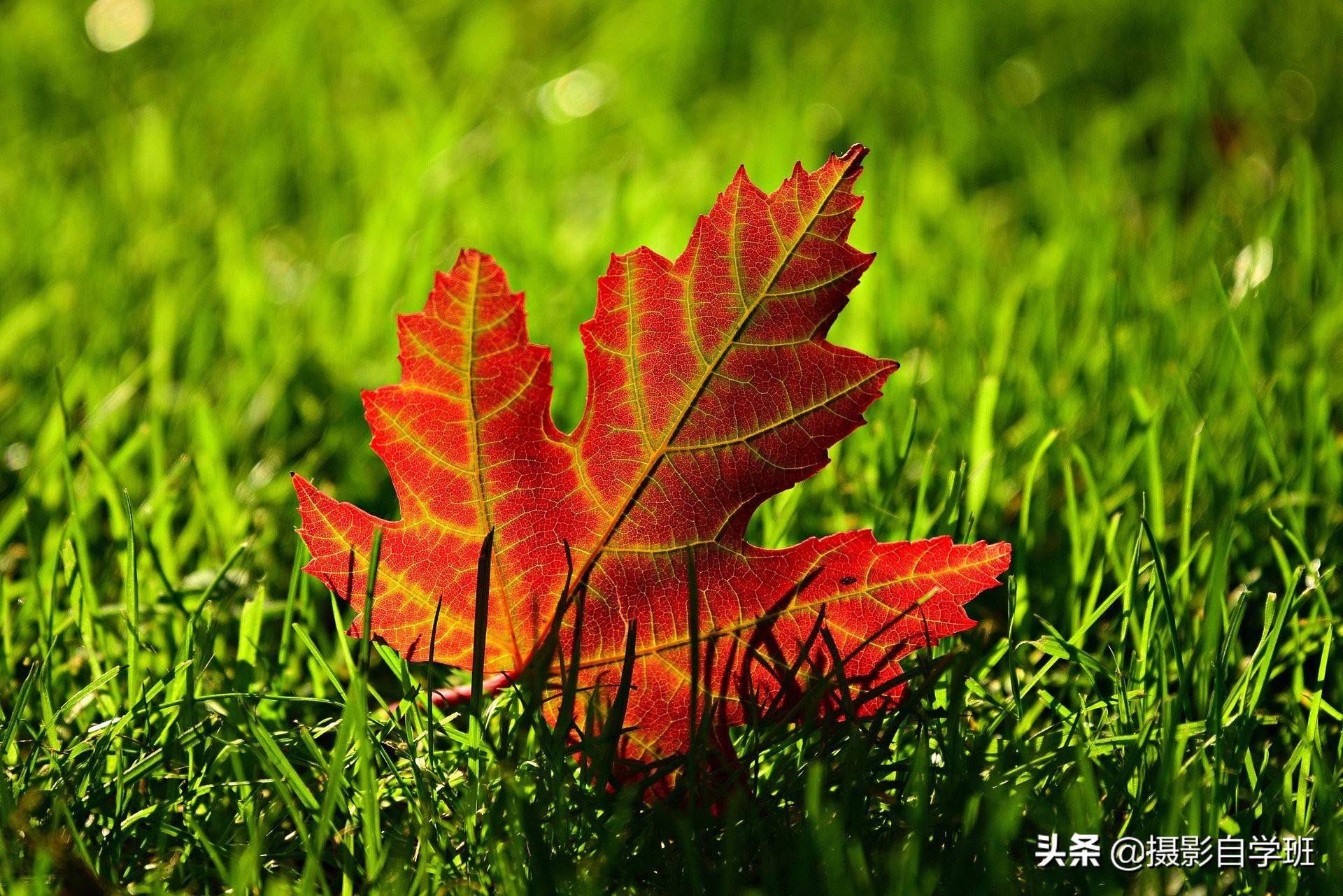 26����Ҷ��Ӱ��Ʒ����Ҫ����Ҷ��Ӱ����ȫ���������ð�������