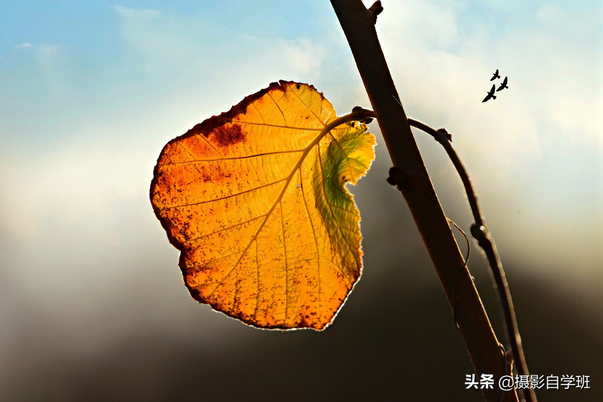 26����Ҷ��Ӱ��Ʒ����Ҫ����Ҷ��Ӱ����ȫ���������ð�������