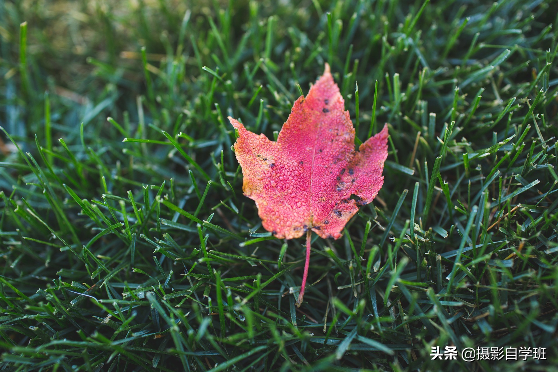 26����Ҷ��Ӱ��Ʒ����Ҫ����Ҷ��Ӱ����ȫ���������ð�������