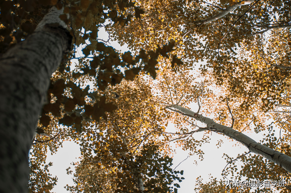 26����Ҷ��Ӱ��Ʒ����Ҫ����Ҷ��Ӱ����ȫ���������ð�������