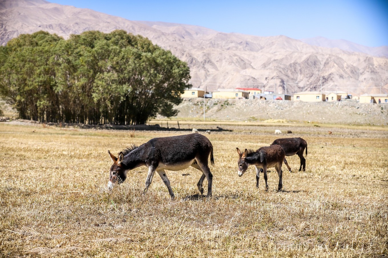 �½����׶���ԭ�����ŵ������������Ծɽ�ۣ�ÿ������������ջ�