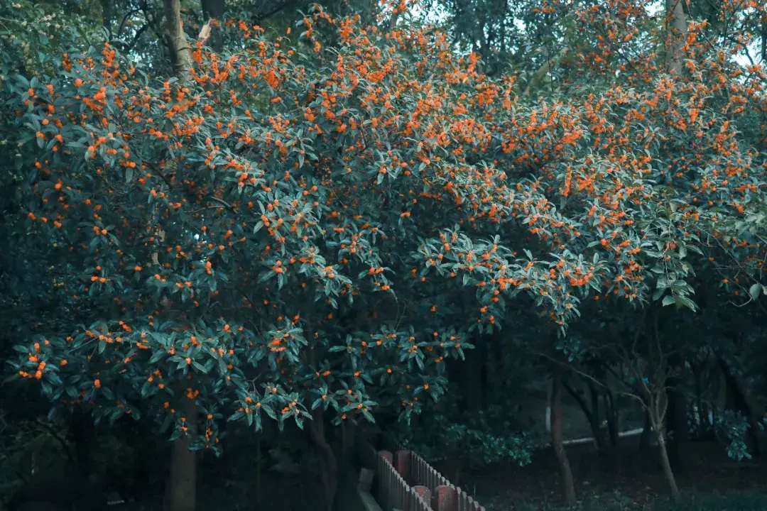 ����48Сʱ������������һ����������