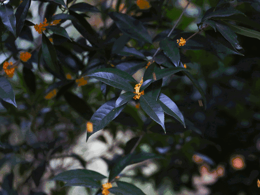 ����48Сʱ������������һ����������