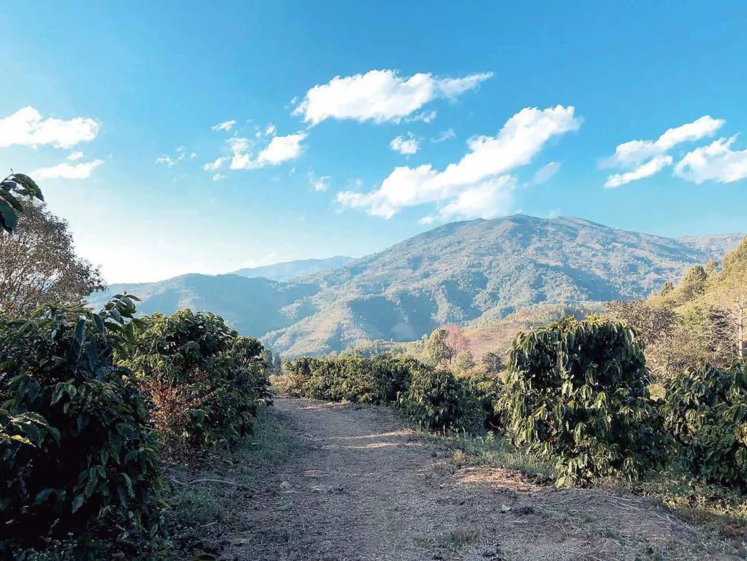 西双版纳不相信生活会乏味