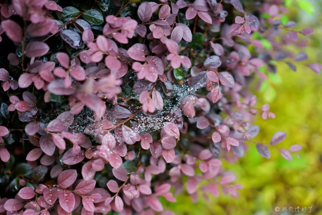 ��ɽ��˵��0�����Ļ��̴�լ���ޣ�������������ס�ڴ��辰��