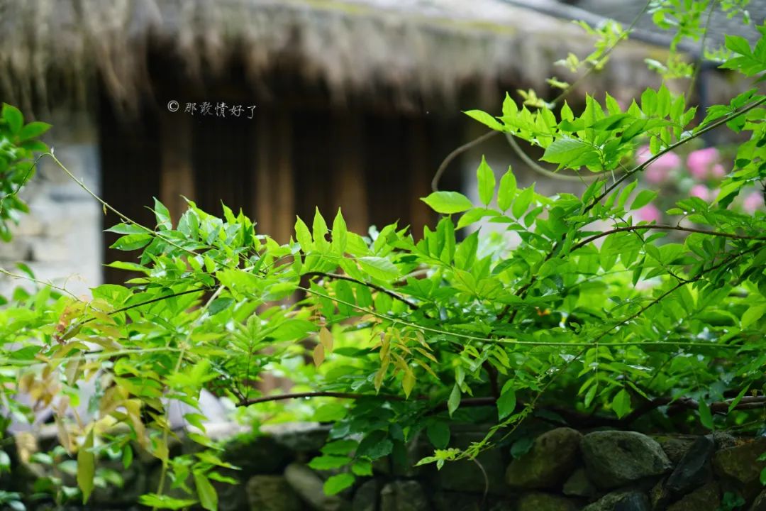 ��ɽ��˵��0�����Ļ��̴�լ���ޣ�������������ס�ڴ��辰��