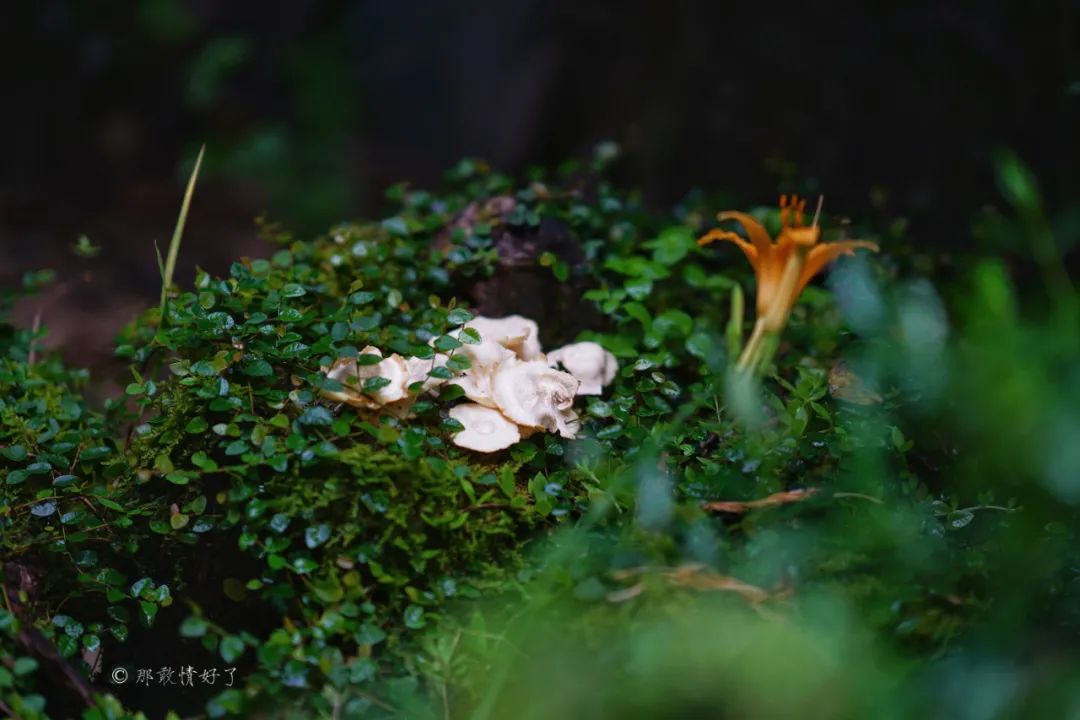 ��ɽ��˵��0�����Ļ��̴�լ���ޣ�������������ס�ڴ��辰��