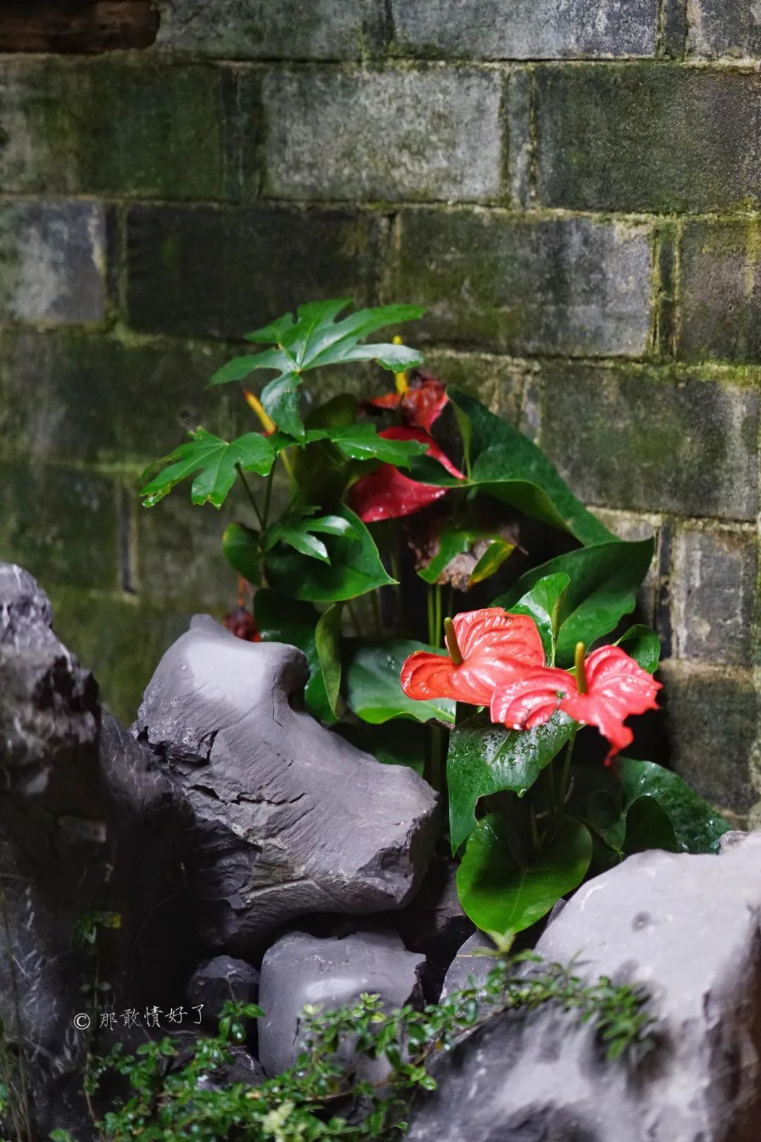 ��ɽ��˵��0�����Ļ��̴�լ���ޣ�������������ס�ڴ��辰��