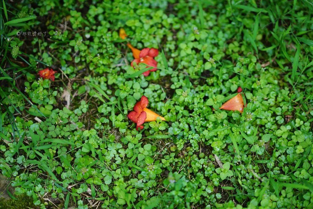 ��ɽ��˵��0�����Ļ��̴�լ���ޣ�������������ס�ڴ��辰��