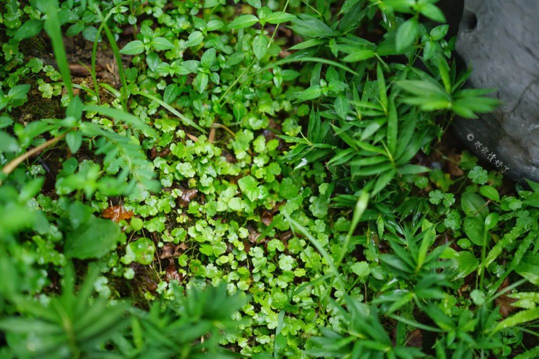 ��ɽ��˵��0�����Ļ��̴�լ���ޣ�������������ס�ڴ��辰��