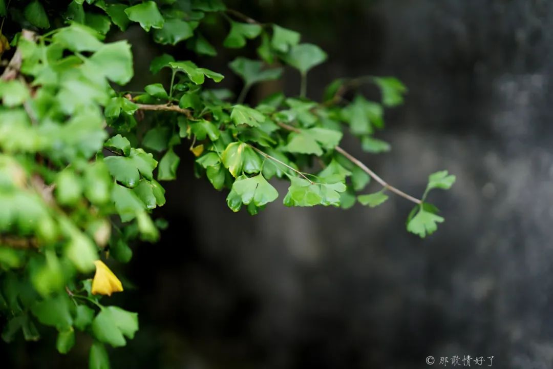 ��ɽ��˵��0�����Ļ��̴�լ���ޣ�������������ס�ڴ��辰��